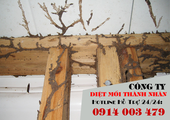 Diệt mối khách sạn quy nhơn